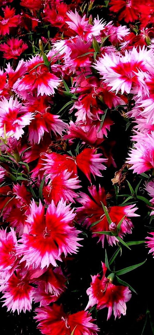 carnations, flowers, small, different, colored