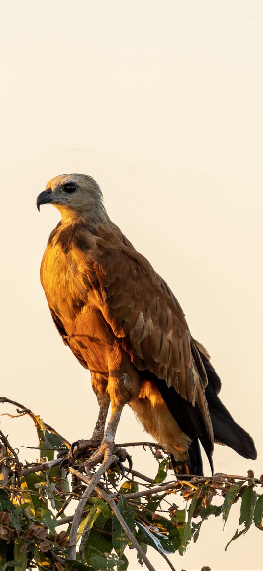 buzzard, bird, branch, wildlife