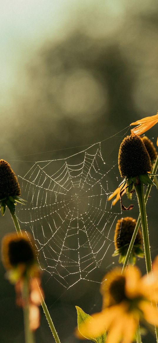 cobweb, flowers, blur, macro