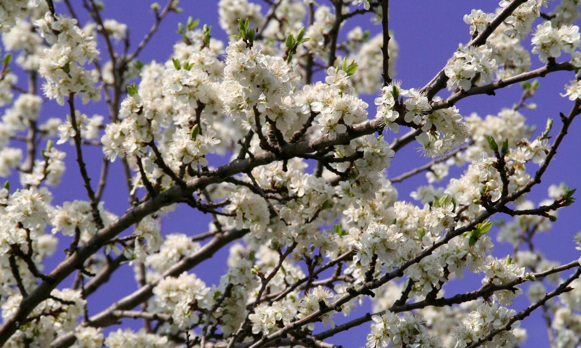 blossoms, twigs, spring, sky, evening