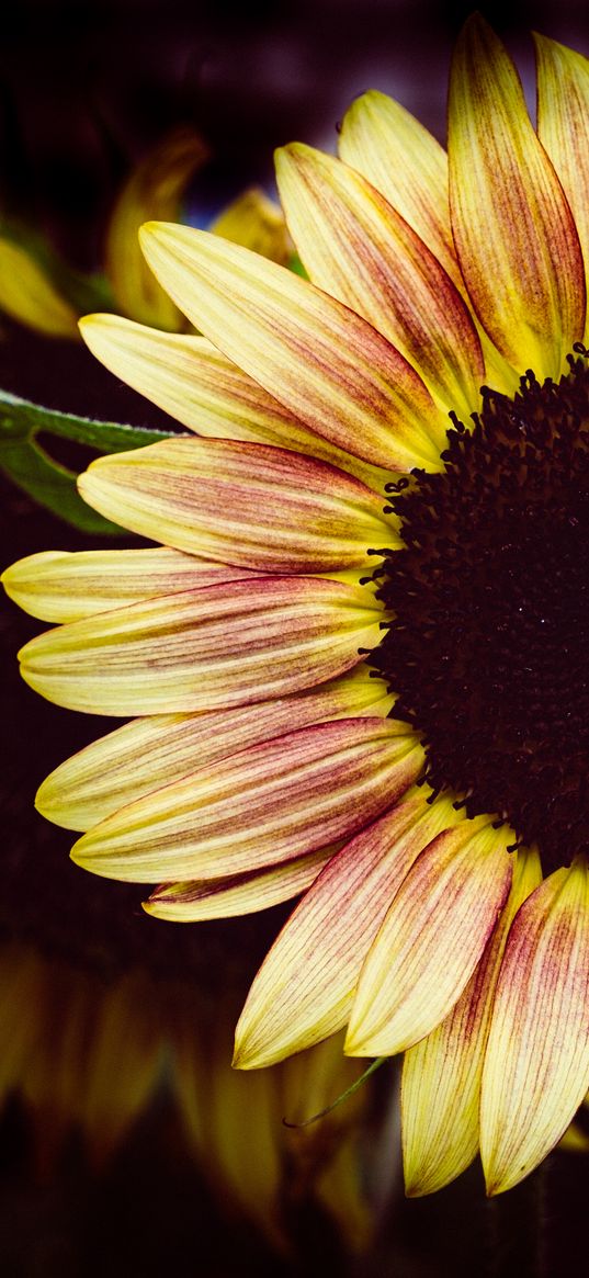 sunflower, flower, petals, macro, dark