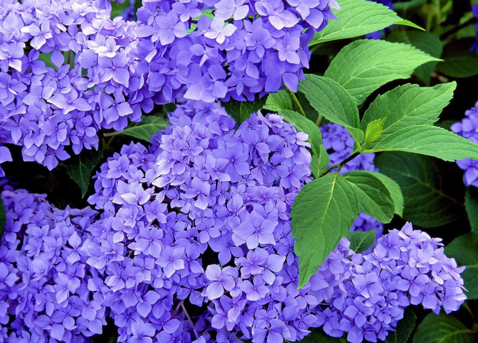 hydrangea, shrub, flower, herb, branches