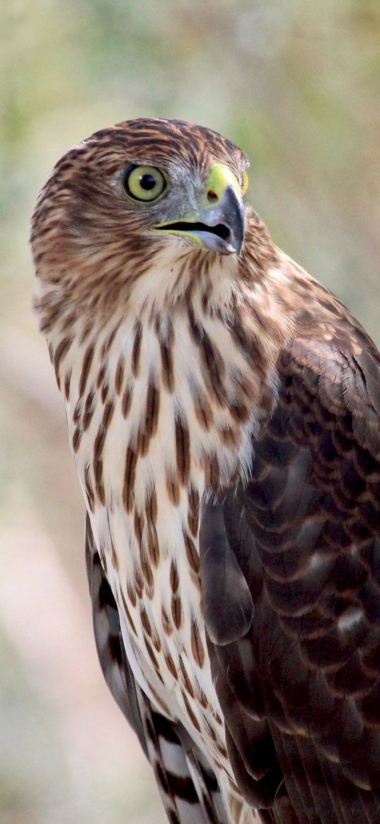 hawk, bird, wildlife, glance