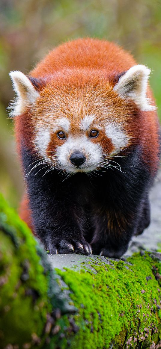 red panda, tree, moss, wildlife