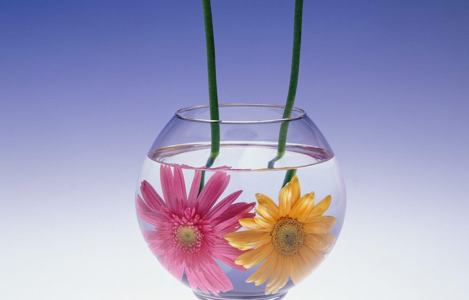 gerbera flowers, couple, aquarium, water