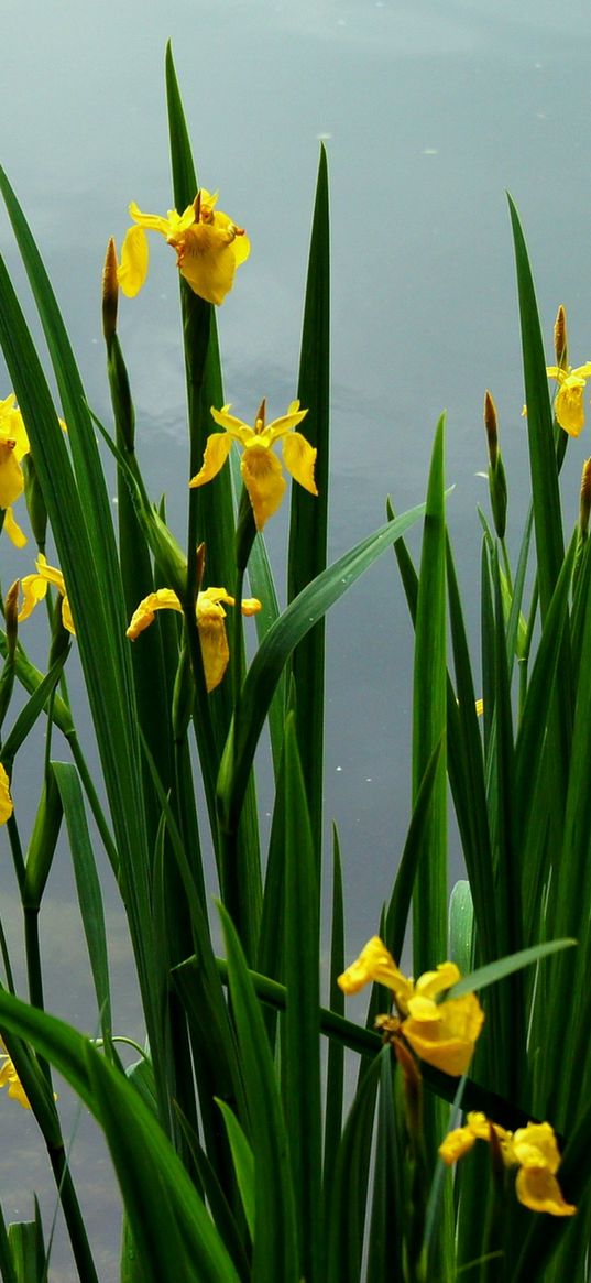 daffodils, flowers, herbs, spring, sky, cloudy