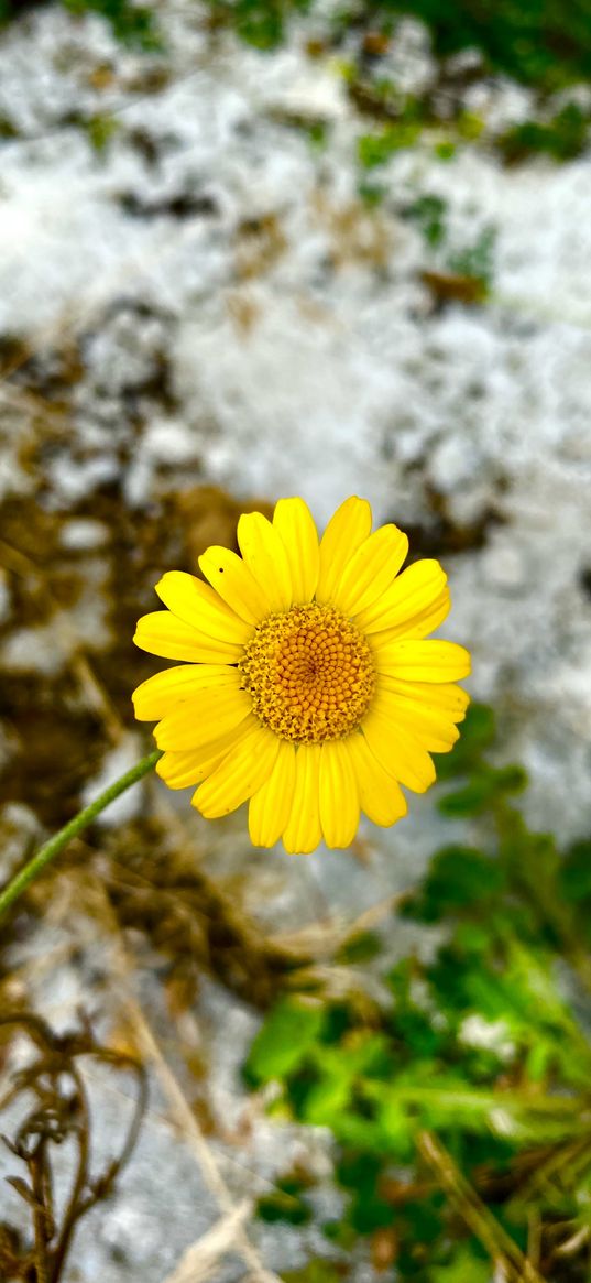 daisy, yellow, green, blur