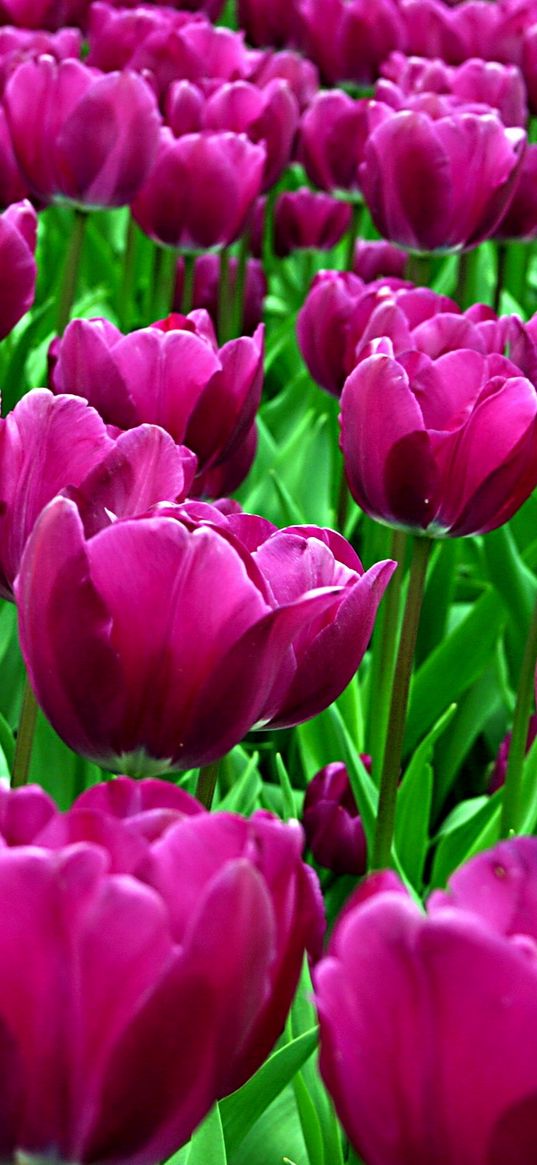 tulips, flowers, purple, flowerbed, loose, sunny