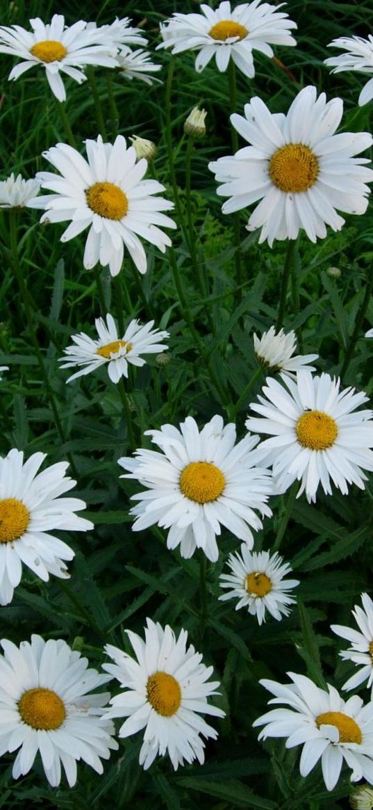 chamomile, flowers, white, green, lawn