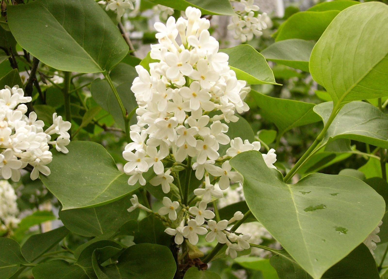 lilac, blossoms, white, leaves, twigs, spring