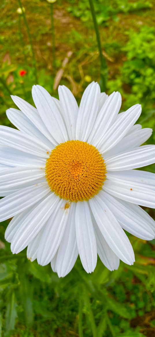 chamomile, petals, flower, white, yellow, plant, nature