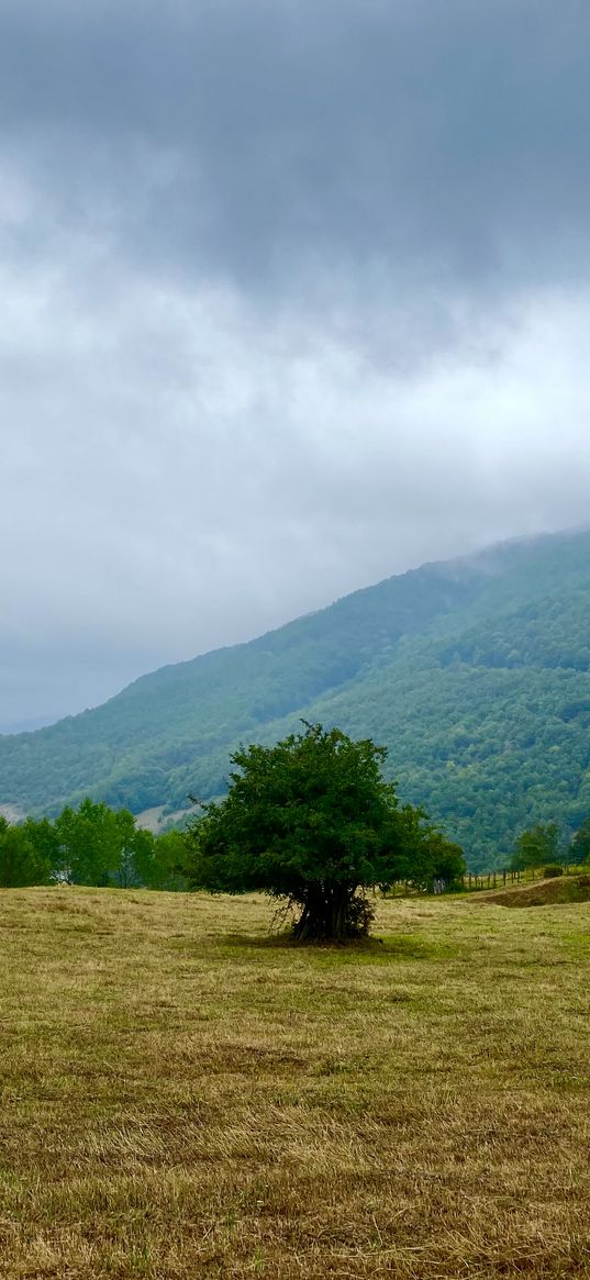 tree, field, fence, farm, hills, forest, clouds, cloudy, nature