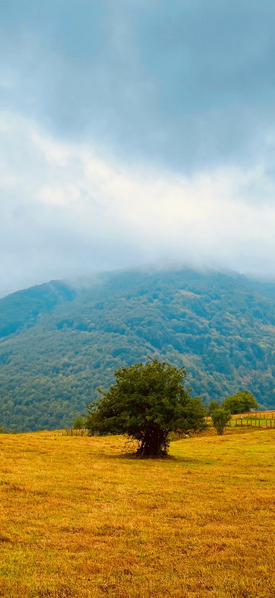 tree, grass, field, fence, farm, hill, forest, clouds, cloudy, autumn, nature