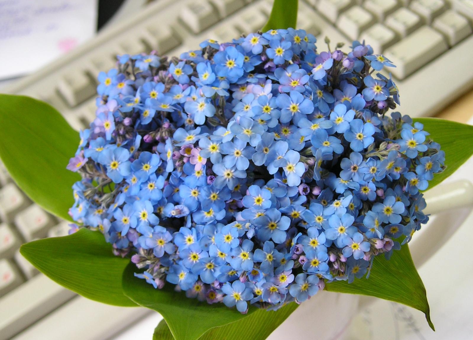 me-nots, flowers, small, flower, leaves, keyboard