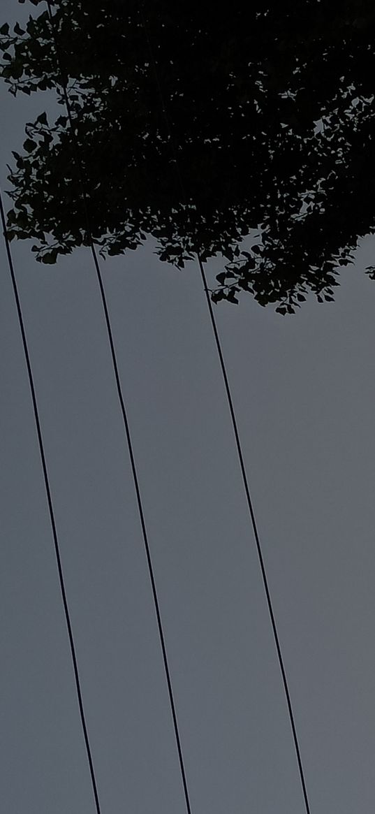 evening, nature, moon, relaxing, trees