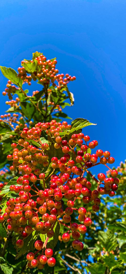 mountain ash, forest, nature