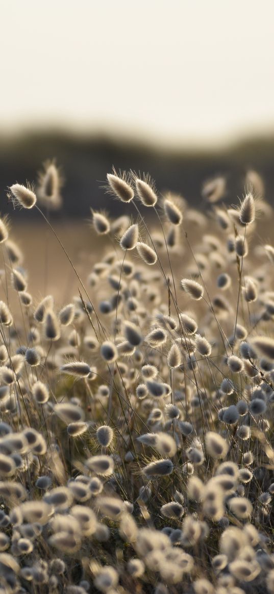 lagurus, buds, plant, blur