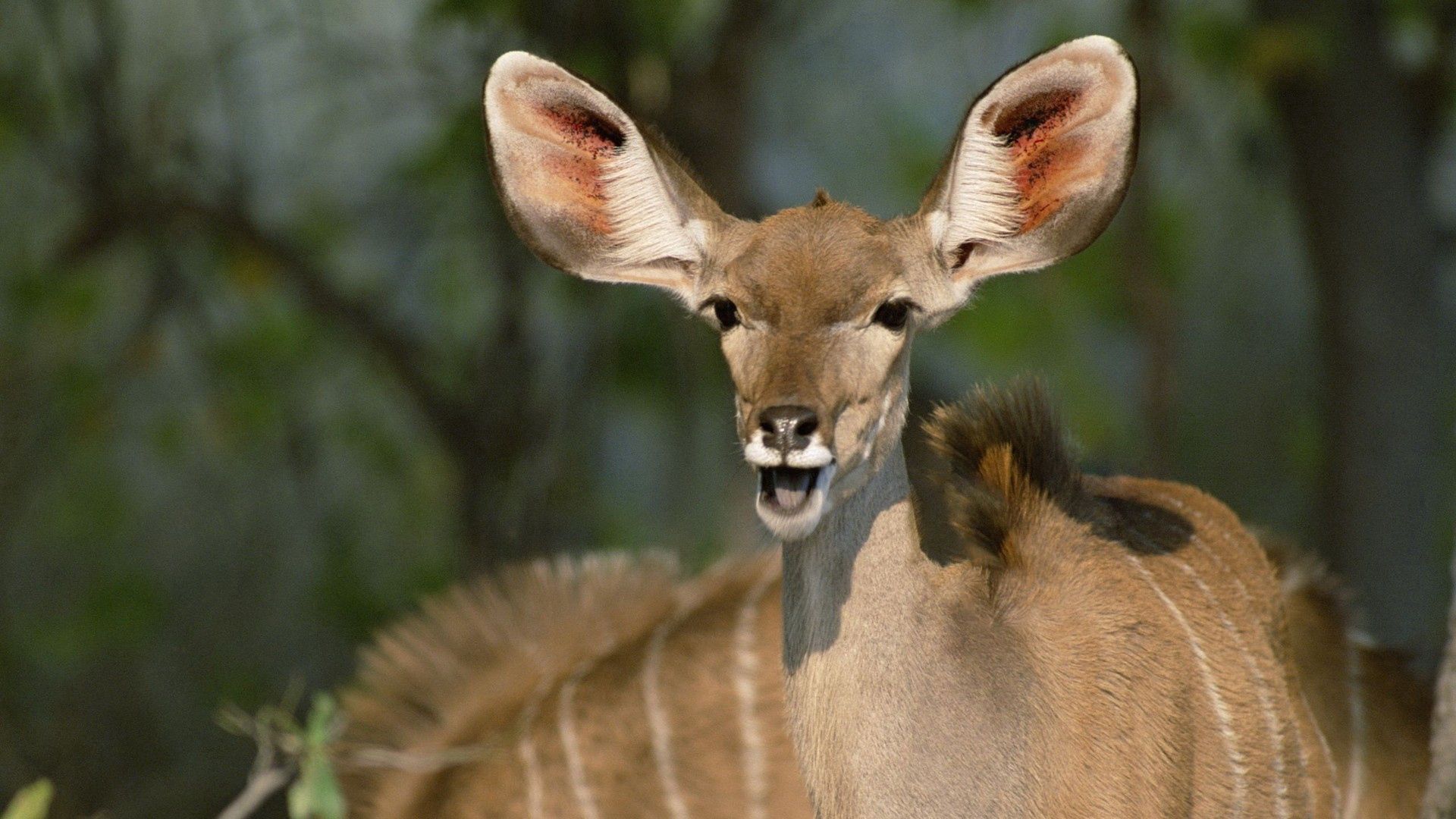 antelope, ears, patches, muzzle, beast