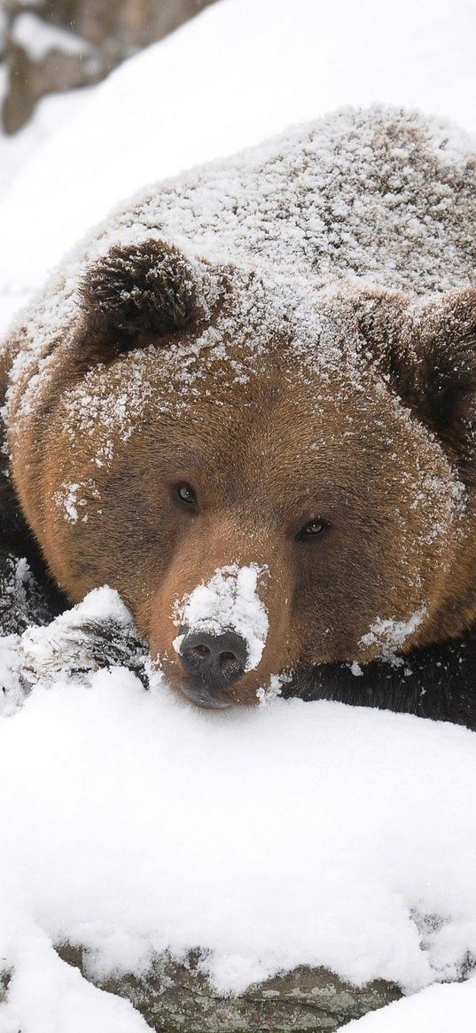 bear, brown, snow, large, walk, hunting