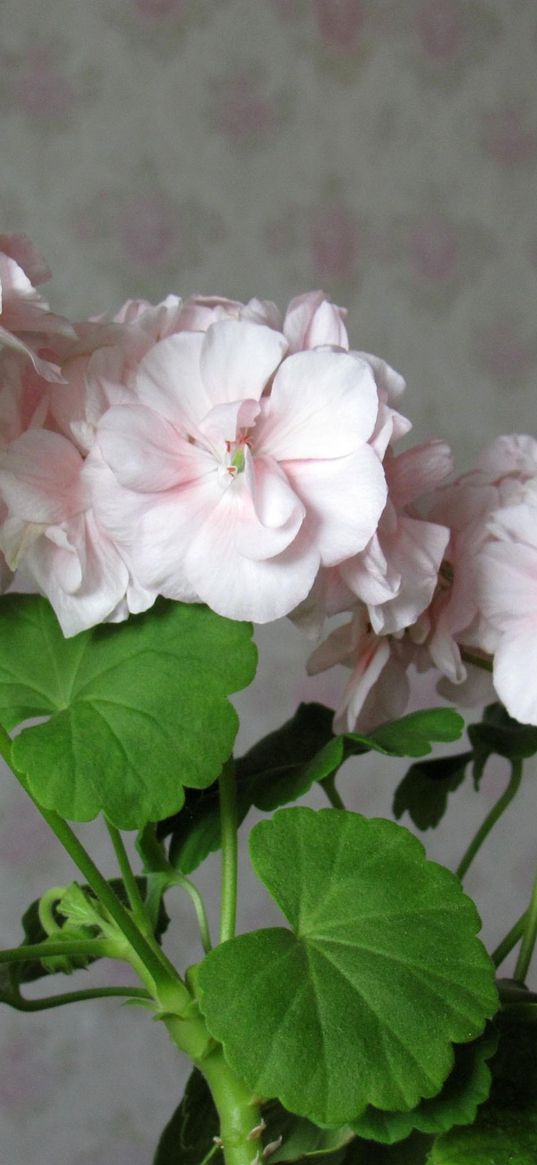 geranium, flower, leaves, room, wallpaper