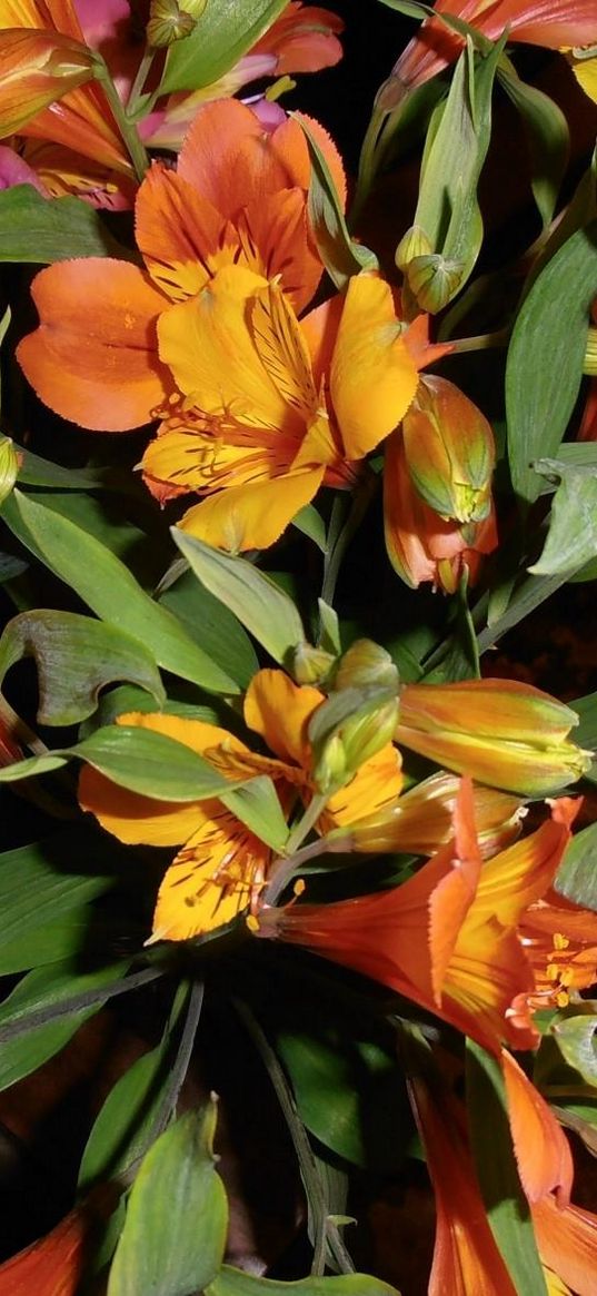 alstroemeria, flowers, bouquets, leaves, light