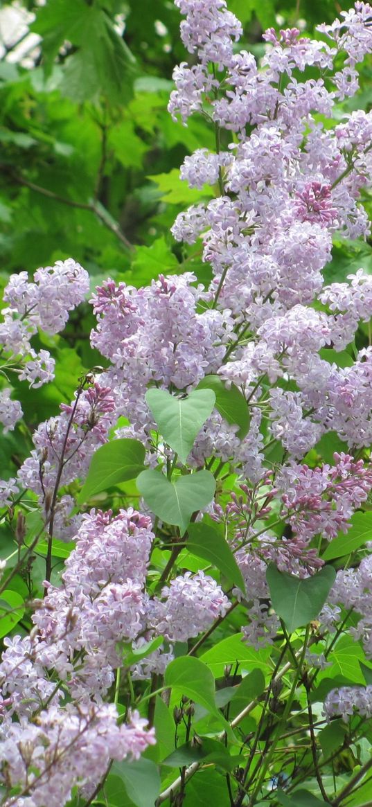 lilac, blossoms, twigs, herbs, spring