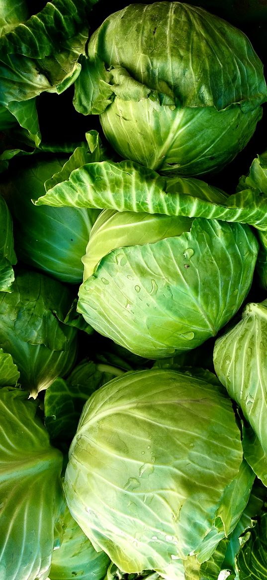 cabbage, vegetables, green, plant, fresh, drops, nature