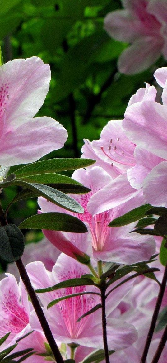 rhododendron, shrub, flower, green, close-up