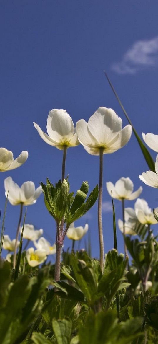 anemone, flowers, white, field, sky, grass