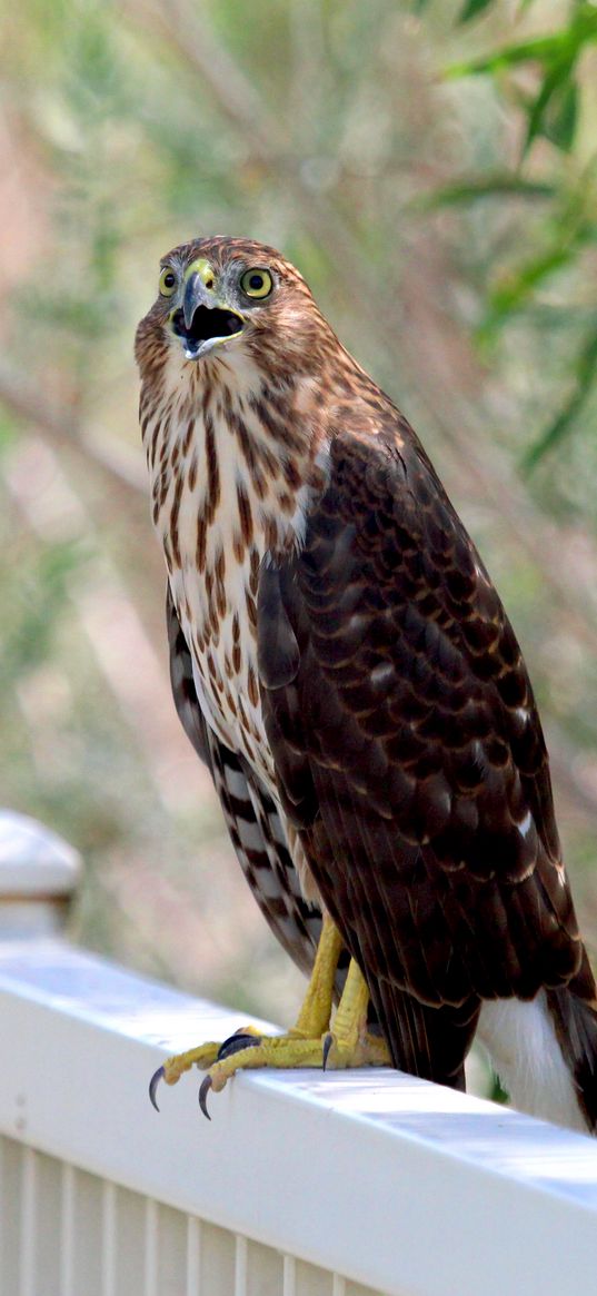 hawk, bird, wildlife