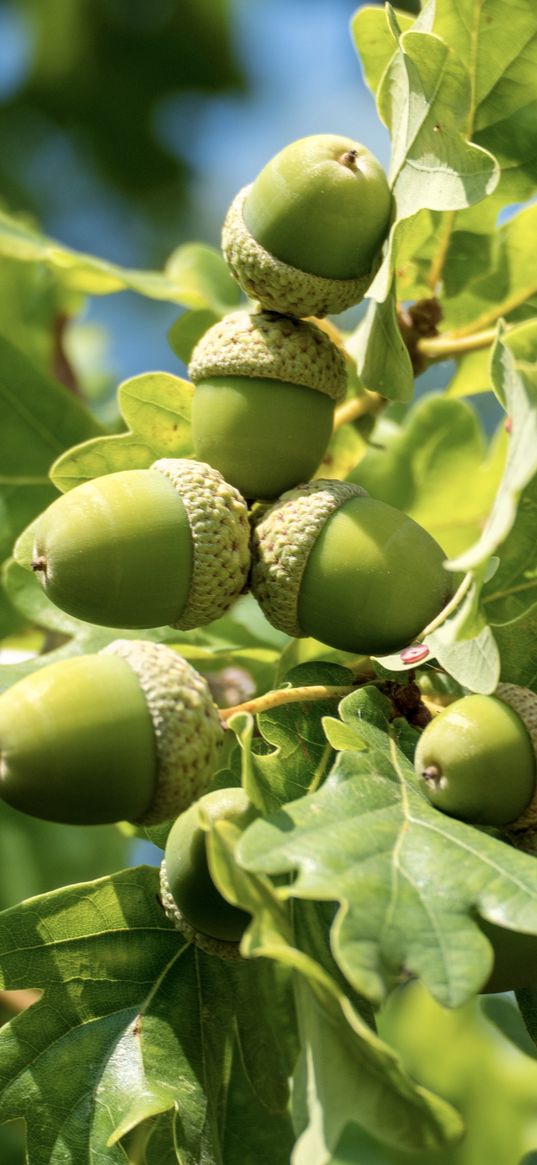 acorns, leaves, oak, green