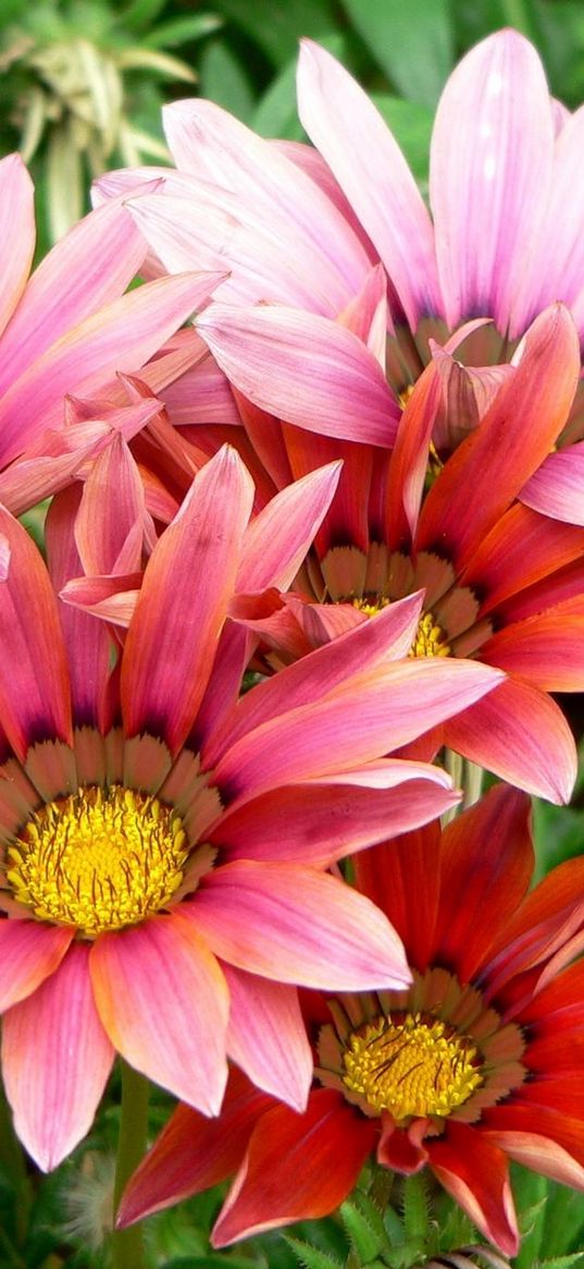 gazaniya, flowers, petals, herbs, close-up