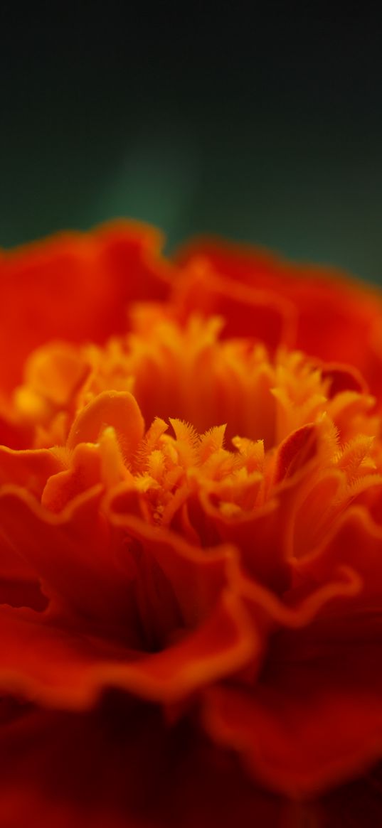 marigold, flower, petals, macro, red