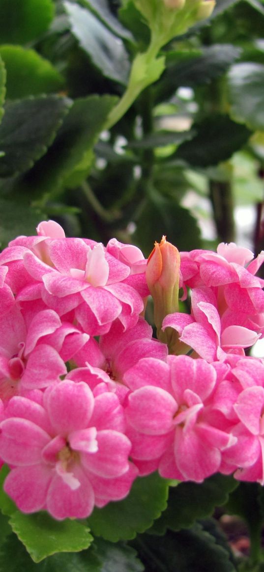 kalanchoe, flower, room, greens, pot