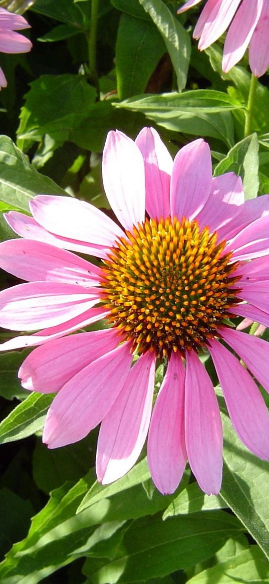 echinacea, flowers, flowerbed, green, sunny