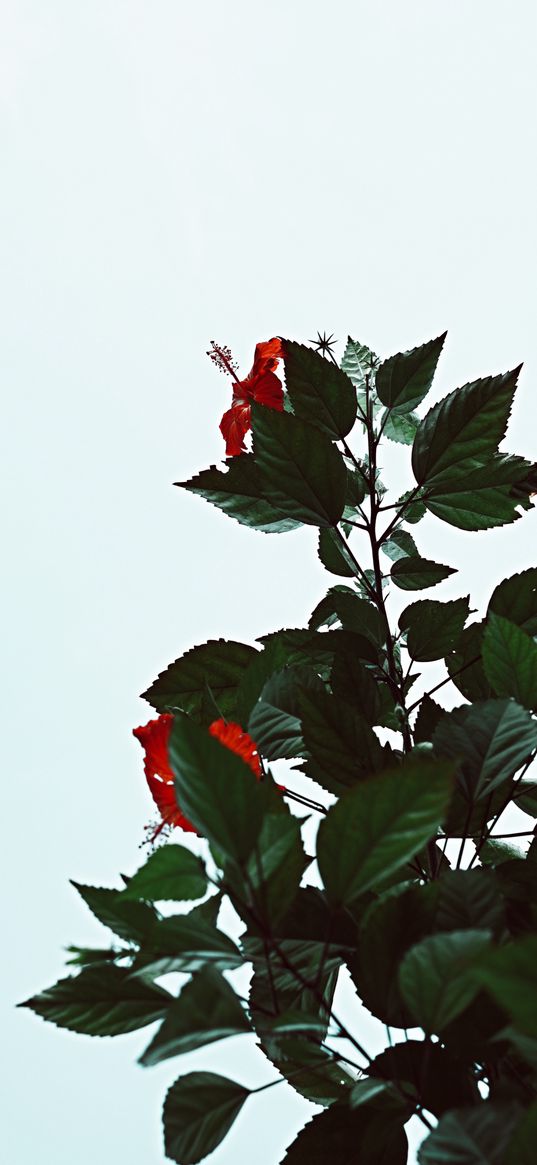 flower, plant, green, faded, hibiscus