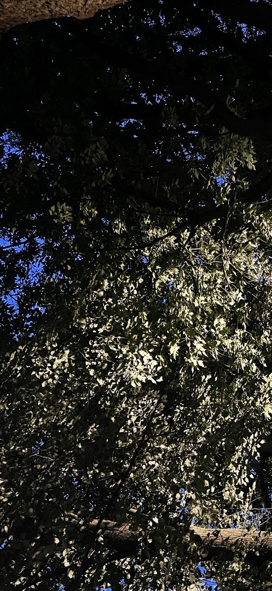 night, trees, park