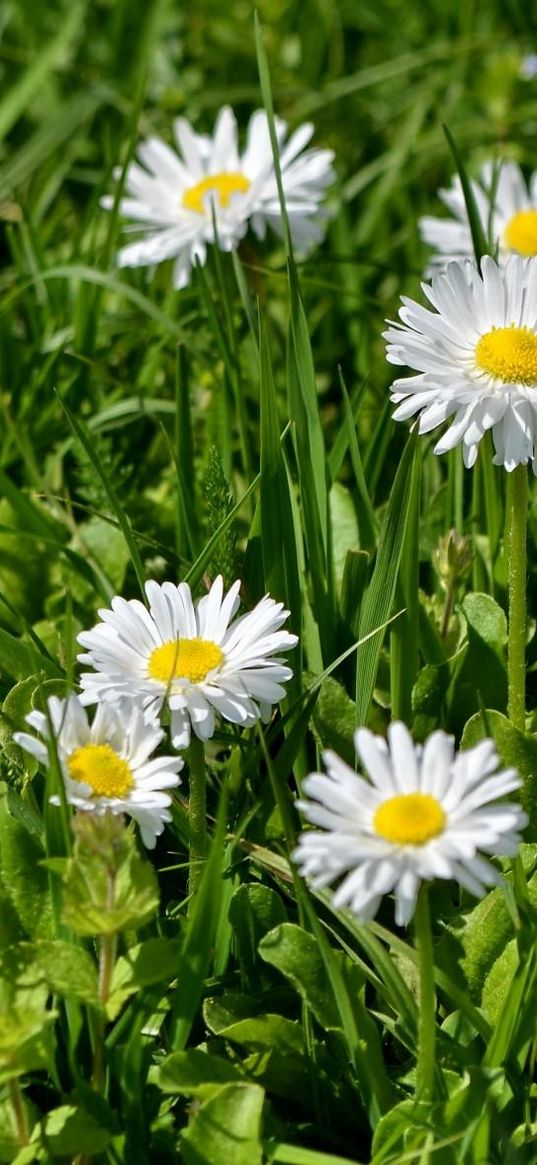 flowers, white, green, grass, sunny