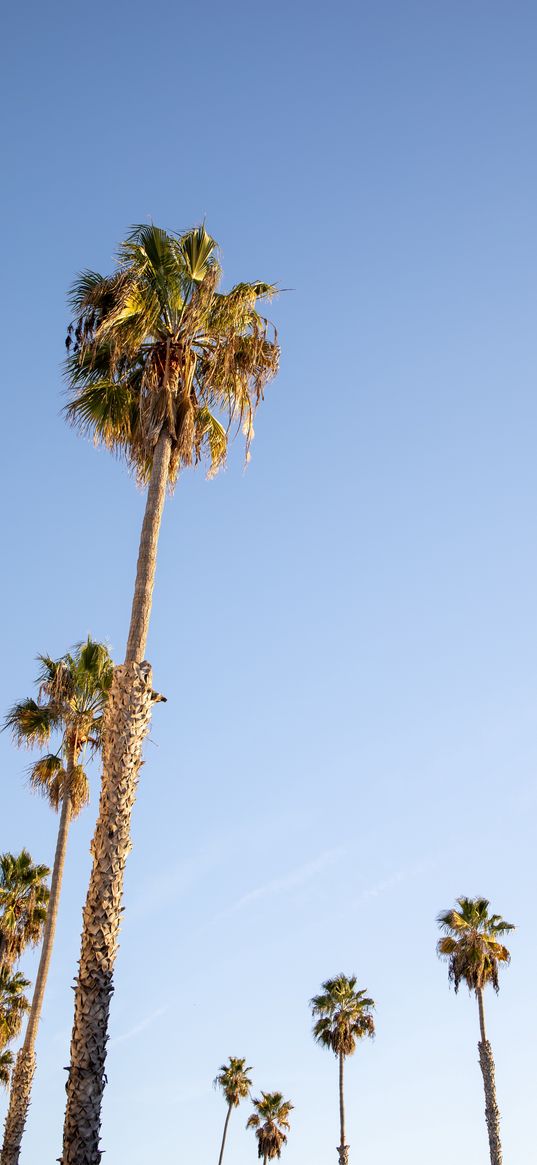 summer, palm trees, sky, blue, clouds, joy, light, sun