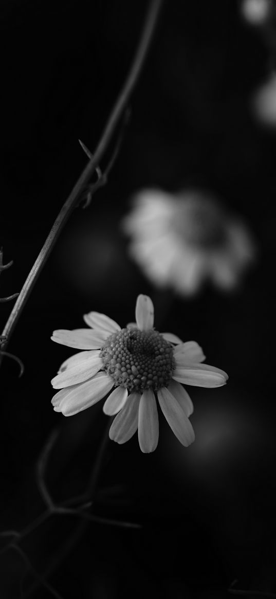 chamomile, petal, black and white, blur