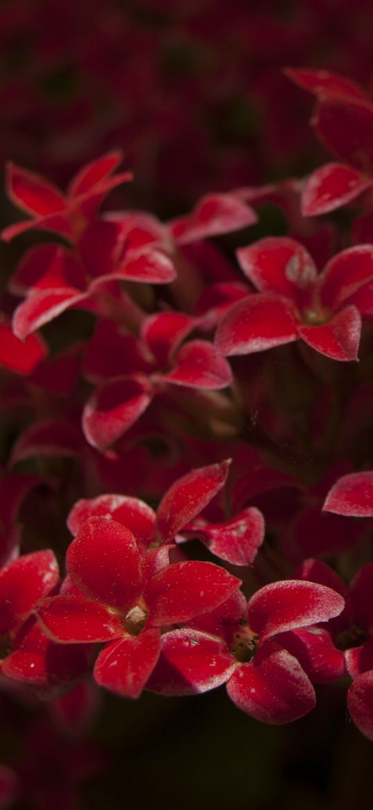 kalanchoe, flowers, petals, red