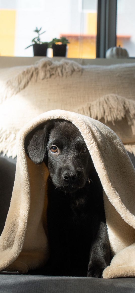 puppy, dog, black, plaid