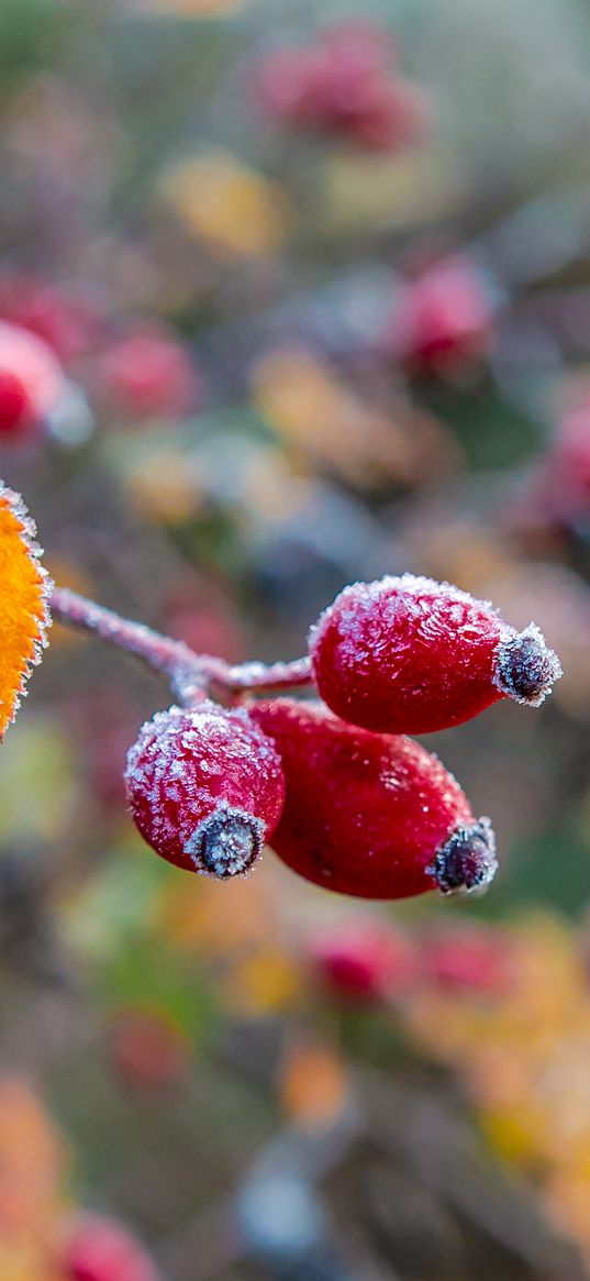 wild rose, berries, branch, frost, macro