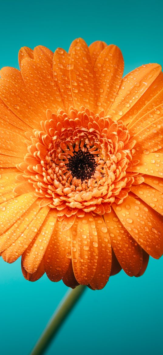 gerbera, flower, drops, petals, macro, orange