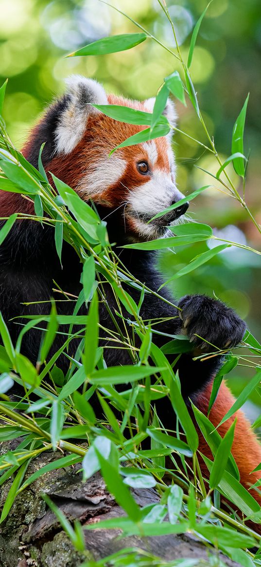 red panda, paw, tree, leaves, animal