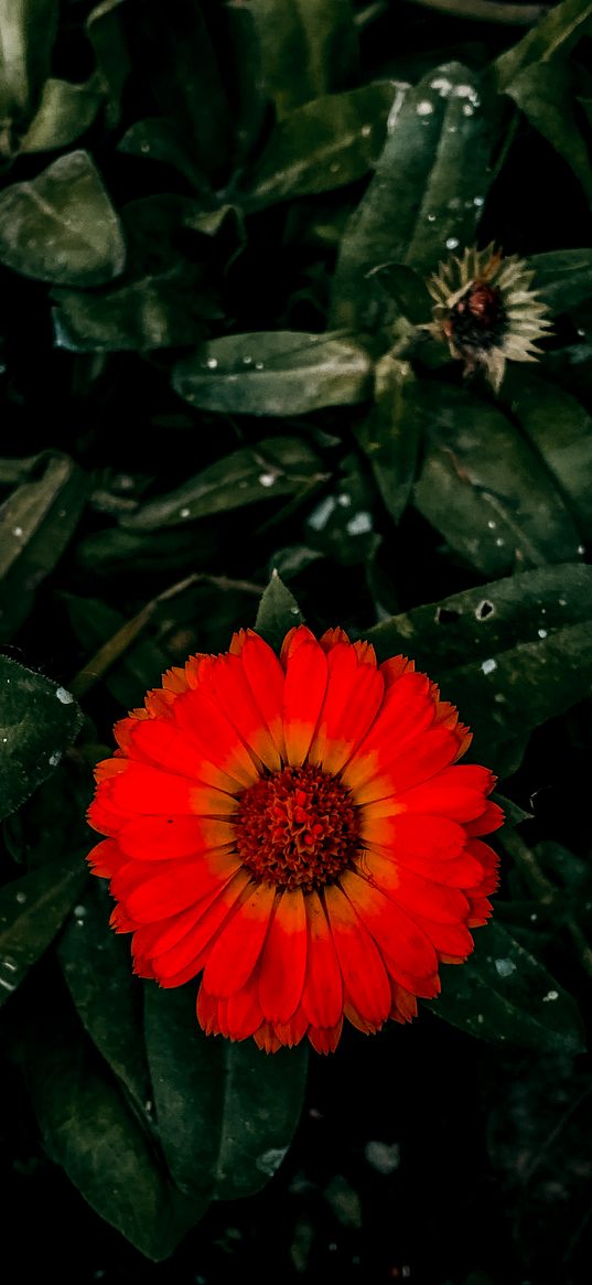 calendula, flower, red, nature, dark