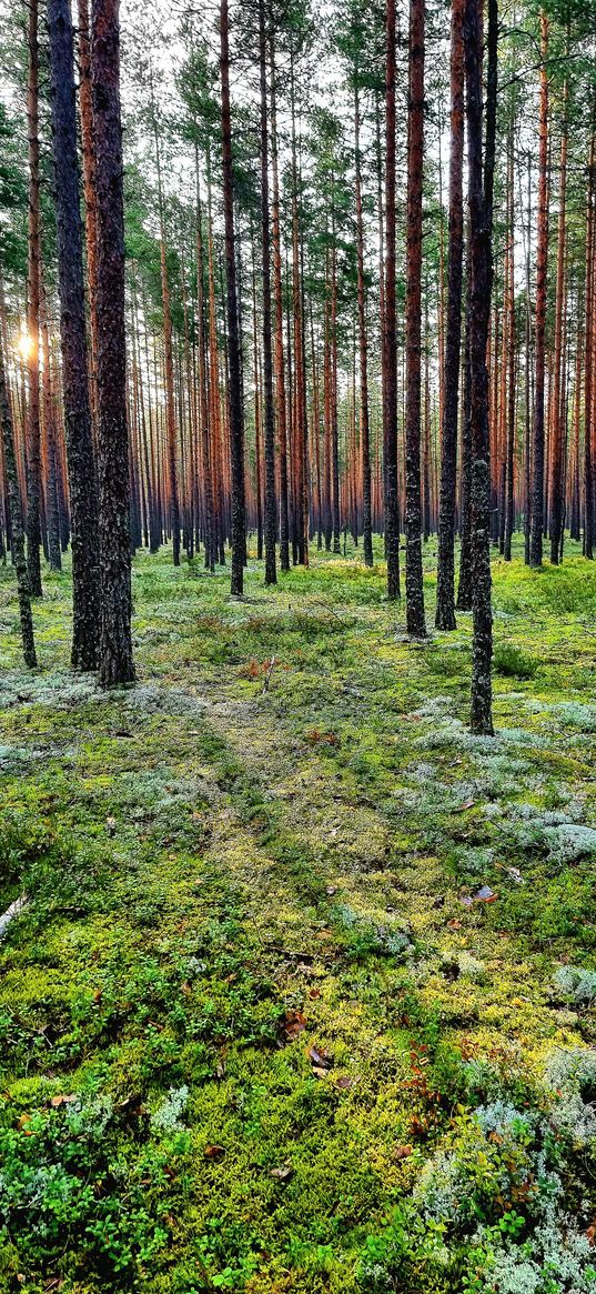 moss, grass, pines, trees, forest, nature