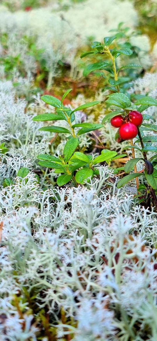 cranberries, berries, yagel, moss, grass, forest, nature