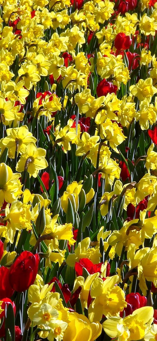 tulips, daffodils, sunny, bright, positive