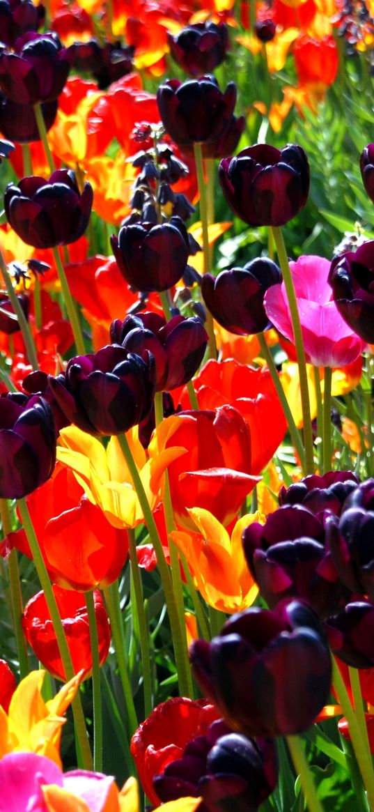 ulips, flowers, different, bright, flowerbed, sunny